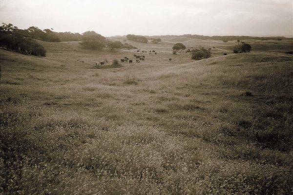 TheNationalGC_History_field