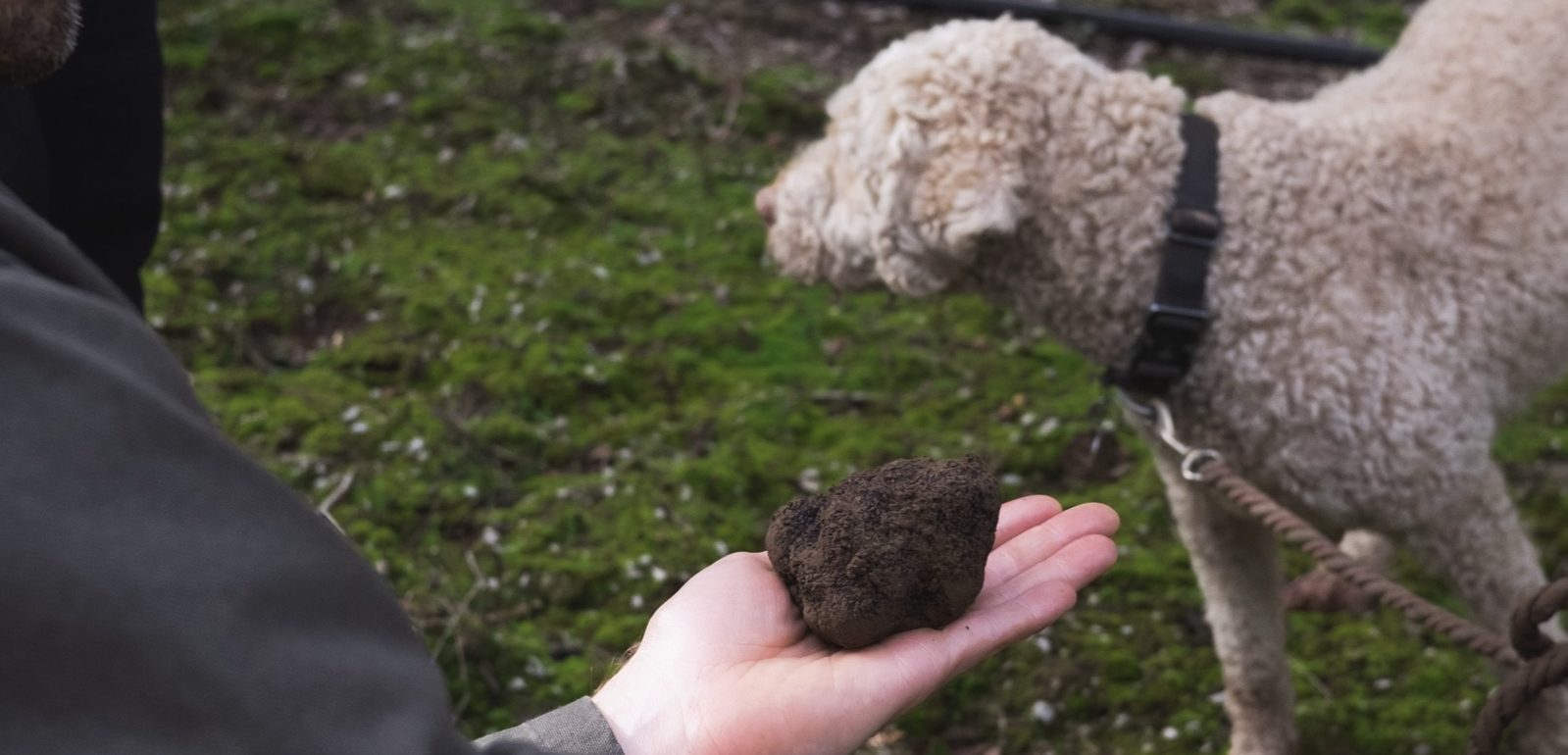 A black truffle fresh from the ground, Enzo waiting behind